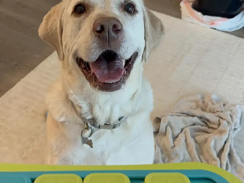 Yellow Labrador with an enrichment puzzle tray