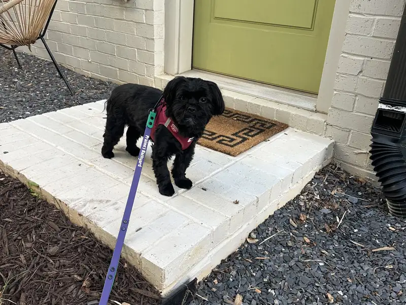 Small black dog on a leash at the front door of an Atlanta home
