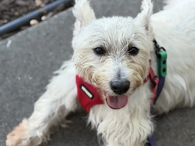 Small white terrier in a red harness resting on a front step after a walk