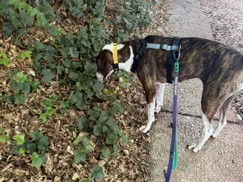 Brindle dog on a purple leash walking a leafy Atlanta path